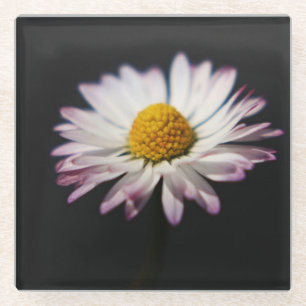 Common Daisy coastercna Glass Coaster