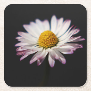 Common Daisy coastercna Square Paper Coaster