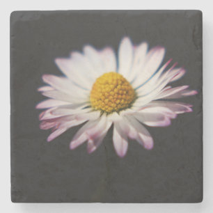 Common Daisy coastercna Stone Coaster