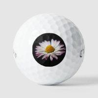 Common Daisy css gbcnm