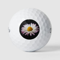 Common Daisy cwb gbcna