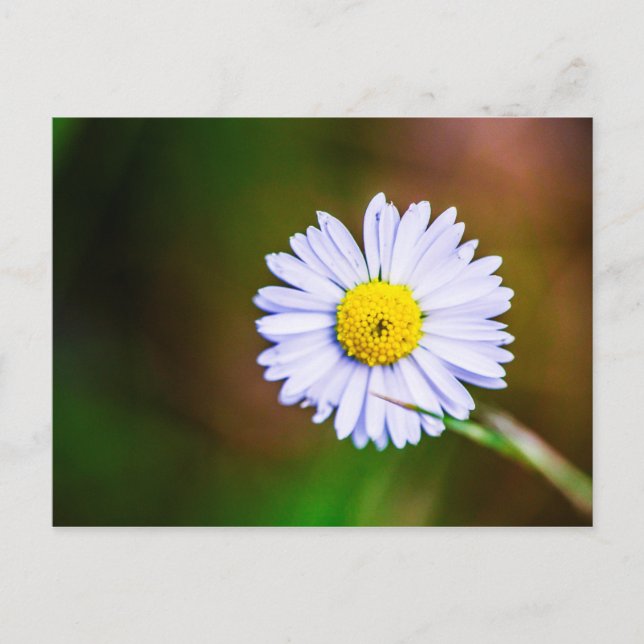 Common daisy flower Postcard (Front)