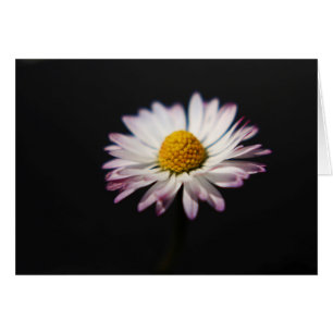Common Daisy gccna