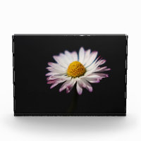 Common Daisy pbm