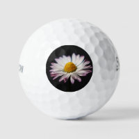 Common Daisy ssf gbcna