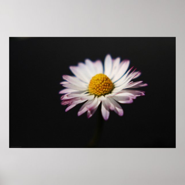 Common Daisy wapcna Poster (Front)