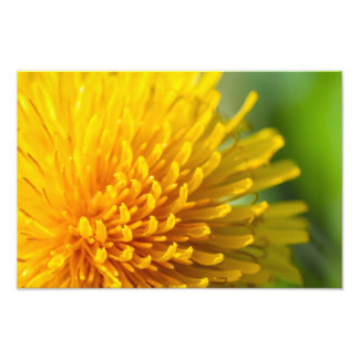 common dandelion photo print