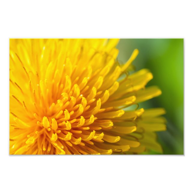 common dandelion photo print (Front)