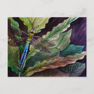 Common Darner Dragonfly Postcard