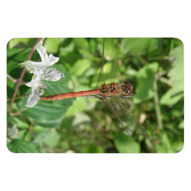 Common Darter Dragonfly Flexi Magnet (Horizontal)