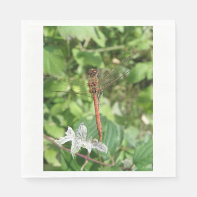 Common Darter Dragonfly Napkins (Front)