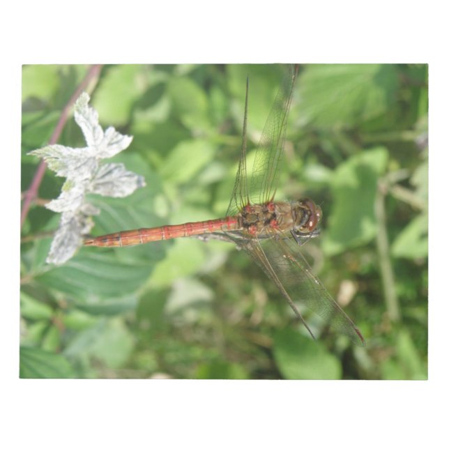 Common Darter Dragonfly Notepad (Front)