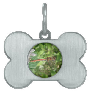 Common Darter Dragonfly Pet Tag