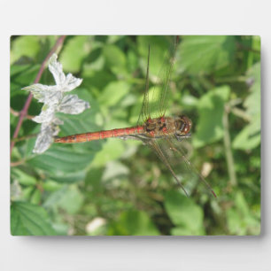 Common Darter Dragonfly Plaque
