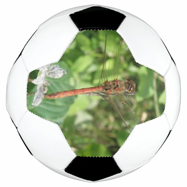 Common Darter Dragonfly Soccer Ball (Front)