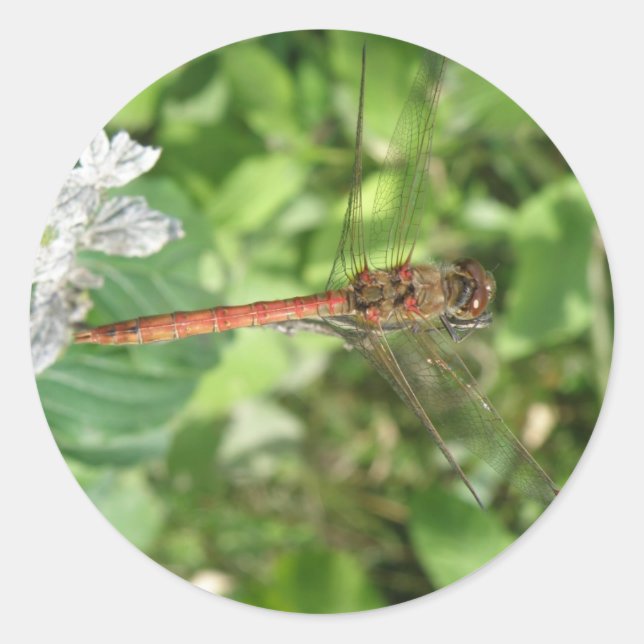 Common Darter Dragonfly Stickers (Front)