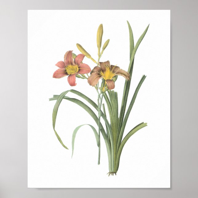 common daylily(Hemerocallis fulva) by Redouté Poster (Front)