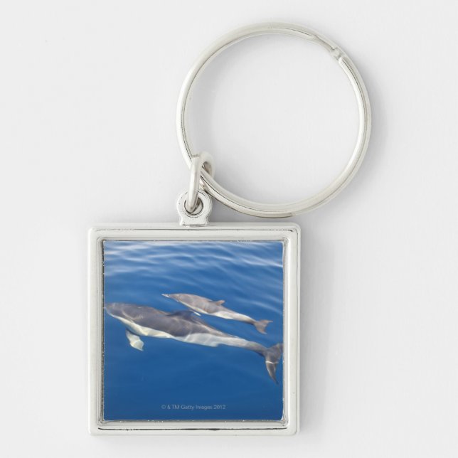 Common Dolphin in the strait Key Ring (Front)