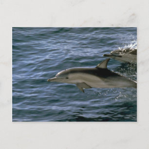 Common dolphin postcard