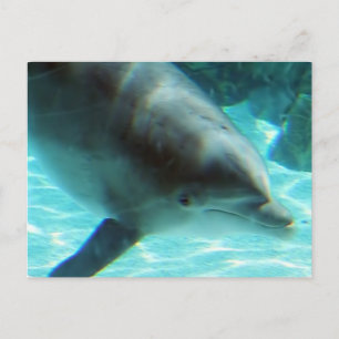 Common Dolphin Postcard
