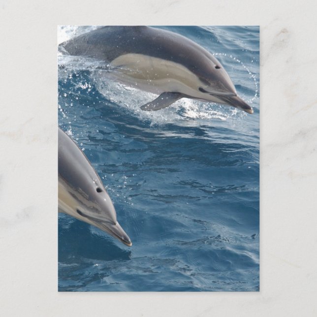 Common Dolphin Postcard (Front)