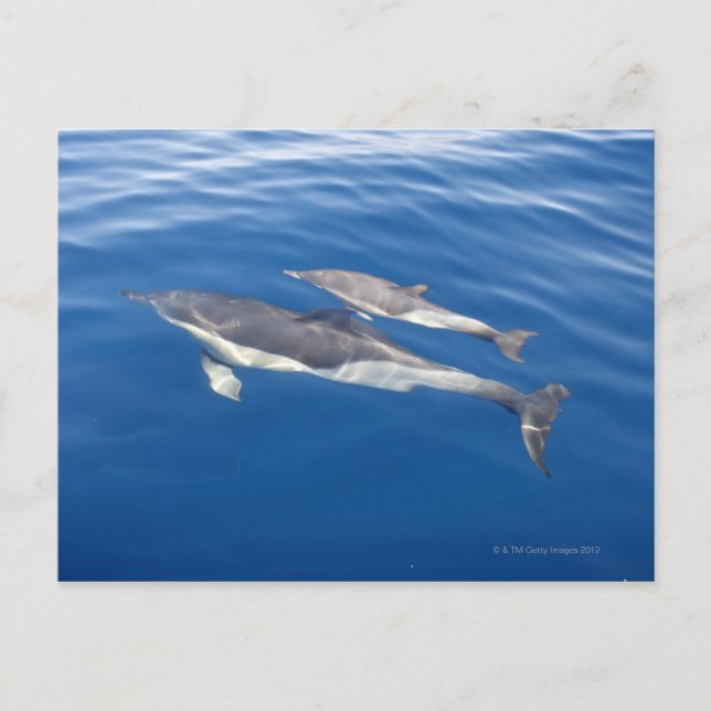 Common Dolphin Postcard (Front)