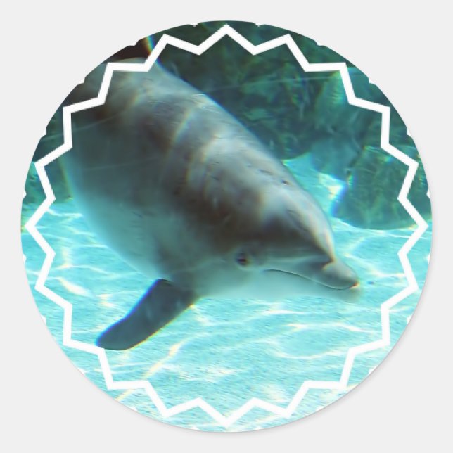 Common Dolphin Stickers (Front)