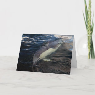 Common Dolphin Swimming  Card