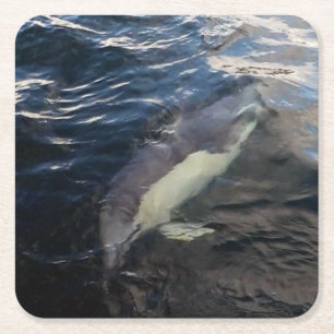 Common Dolphin Swimming Coaster