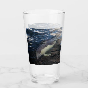 Common Dolphin Swimming  Glass