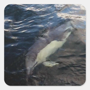 Common Dolphin Swimming Square Sticker
