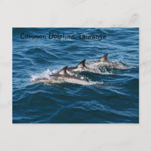 Common Dolphins Postcard (Front)