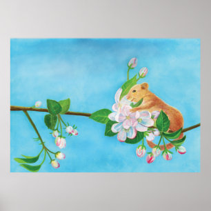Common Dormouse on blooming branch of apple tree  Poster