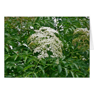 Common Elderberry Coordinating Items