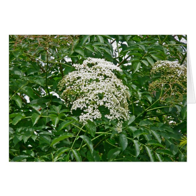 Common Elderberry (Sambucus canadensis)  Card (Front Horizontal)