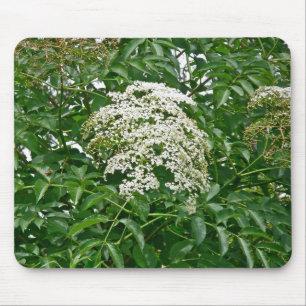 Common Elderberry (Sambucus canadensis)  Mousepad
