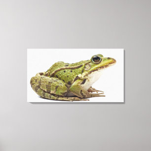 Common European frog or Edible Frog Canvas Print