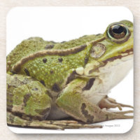 Common European frog or Edible Frog