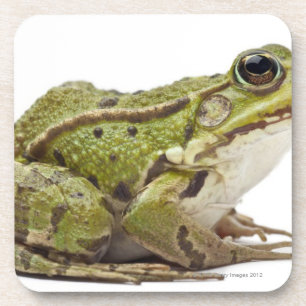 Common European frog or Edible Frog Coaster