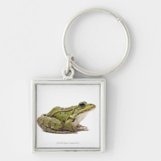 Common European frog or Edible Frog Key Ring
