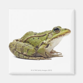 Common European frog or Edible Frog Magnet
