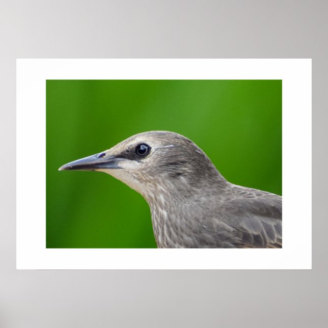 Common/European Starling  Poster (Front)