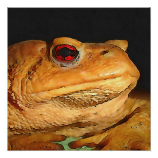 Common European Toad Bufo Bufo Black Outline Art Poster