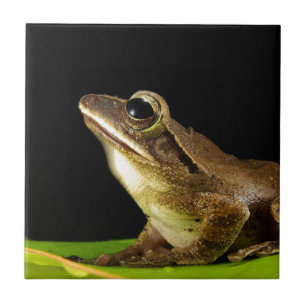 Common Frog on a Leaf Tile