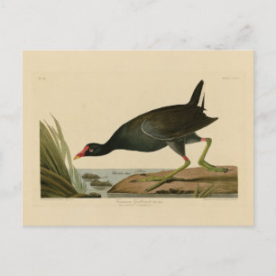 Common Gallinule from Audubon's Birds of America Postcard