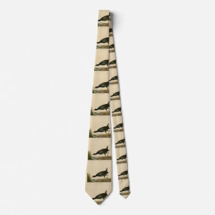 Common Gallinule from Audubon's Birds of America Tie