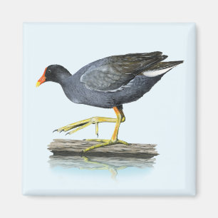 Common Gallinule (Moorhen) Magnet