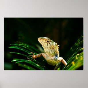Common garden lizard poster