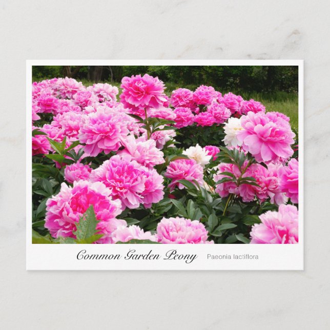 Common Garden Peony Postcard (Front)