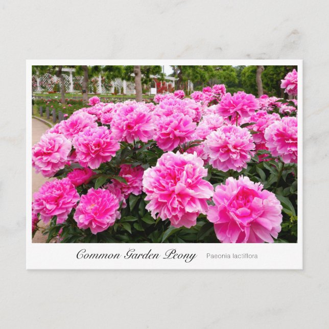 Common Garden Peony Postcard (Front)
